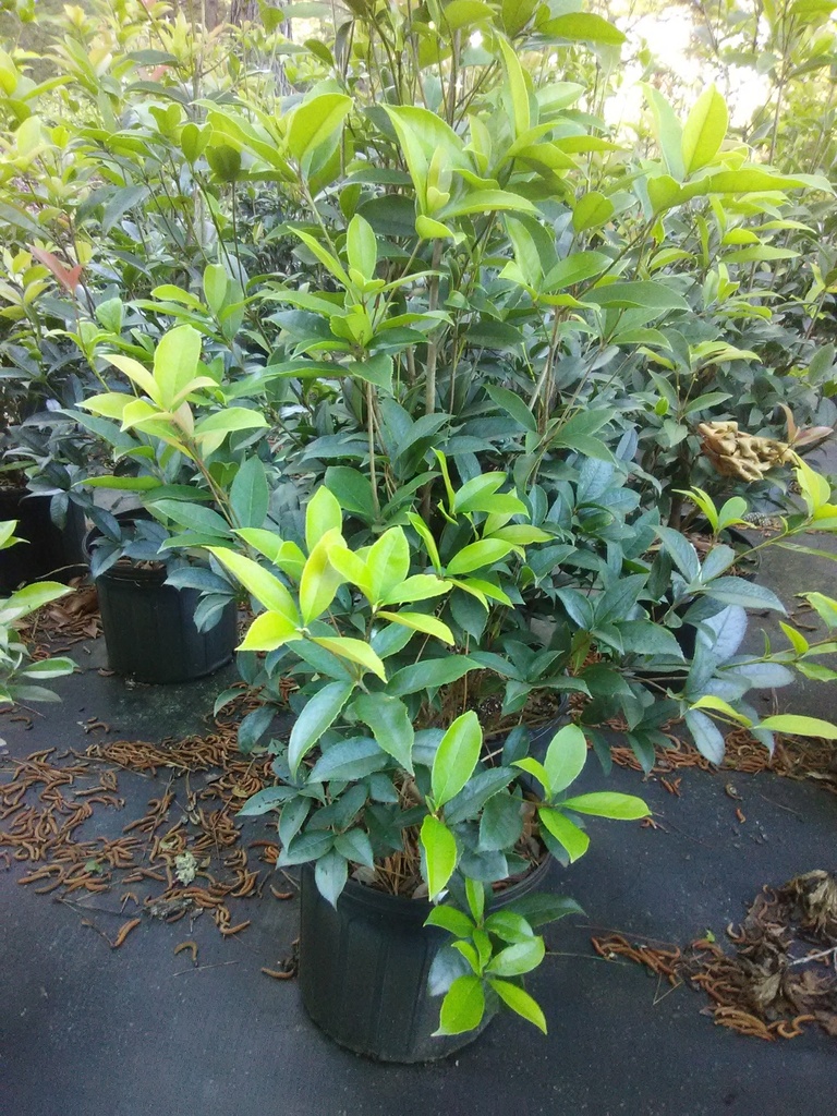 Fragrant Tea Olive - Sweet Osmanthus (Osmanthus fragrans)