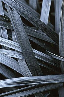 [12348206-1g-container] Black Mondo Grass - Ophiopogon planiscapus 'Ebony Knight' (1 gallon container)