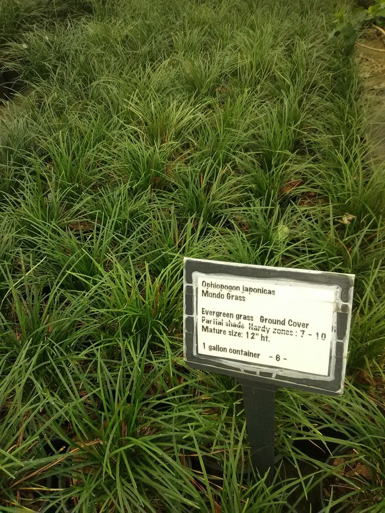 [12348204-1g-container] Mondo Grass – Evergreen Groundcover (1 gallon container)