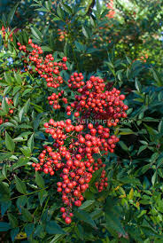 Royal Princess Nandina (Heavenly Bamboo)
