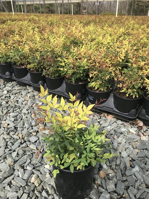 [12348198-3g-container] Gulf Stream Nandina - Compact Evergreen Shrub