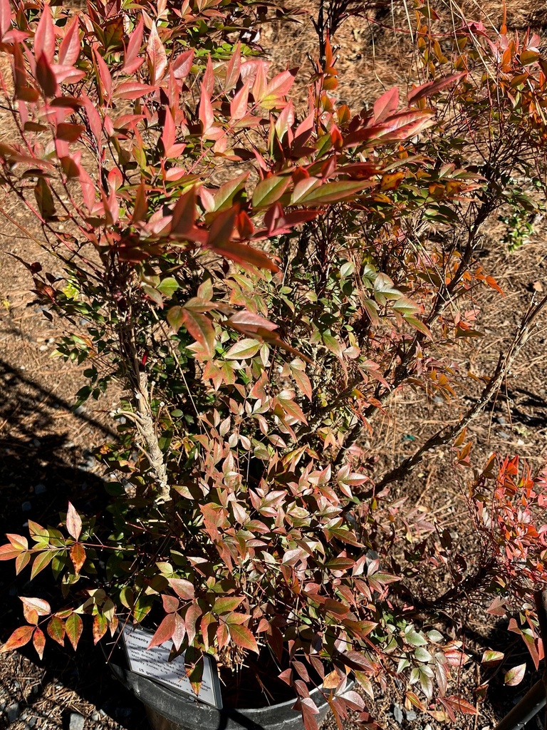 [12348195-3g-container] Heavenly Bamboo Nandina - Nandina domestica (3 gallon container)