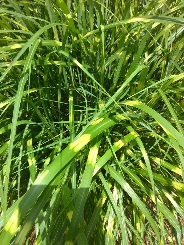 Zebra Grass - Miscanthus sinensis 'Zebrinus'
