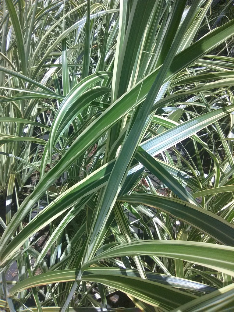 Variegated Striped Eulalia Grass - Miscanthus sinensis 'Variegatus'