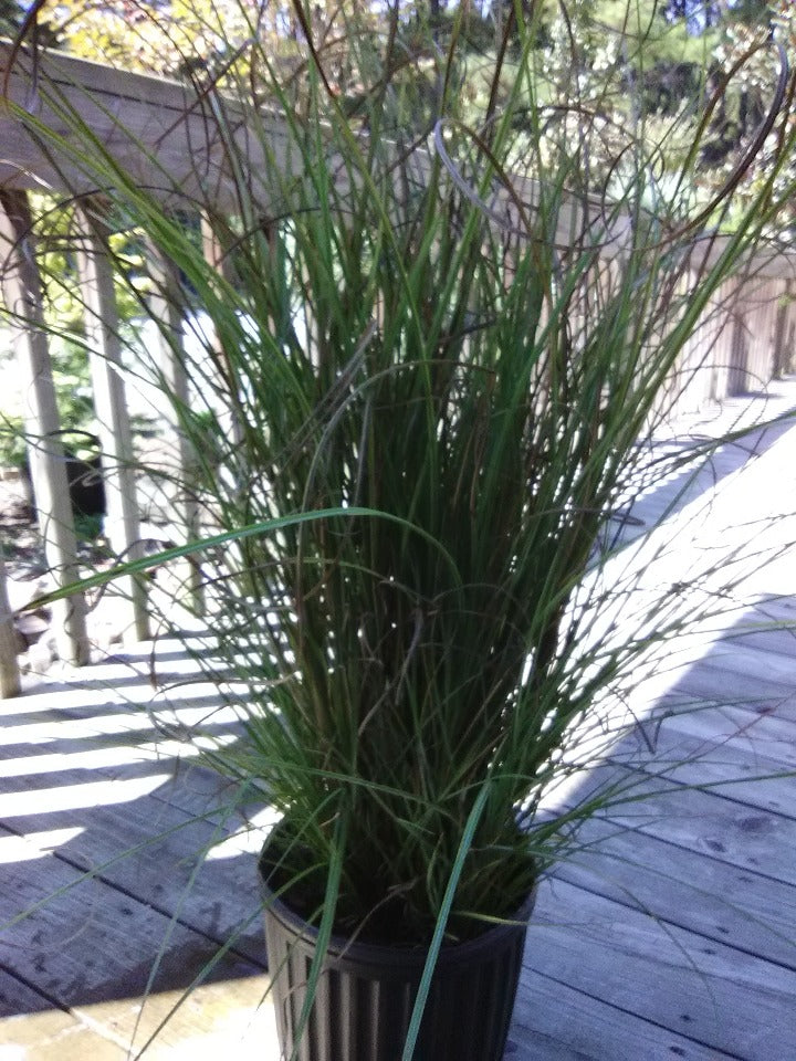 [12348188-1g-container] Maiden Grass (Miscanthus sinensis 'Gracillimus') (1 gallon container)