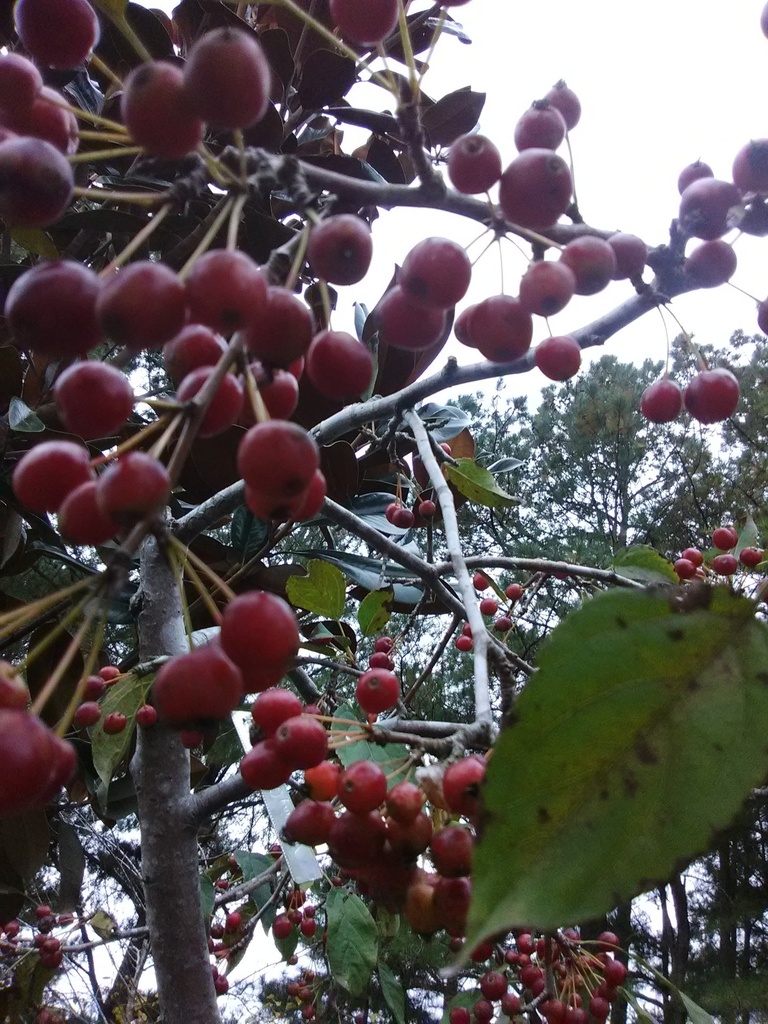 Weeping Candied Apple Crabapple - Malus 'Weepcanzam'