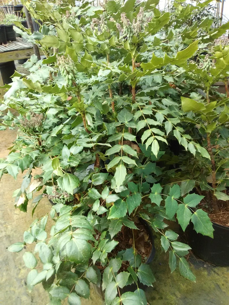 Leatherleaf Mahonia (Mahonia bealei) – Evergreen Shrub