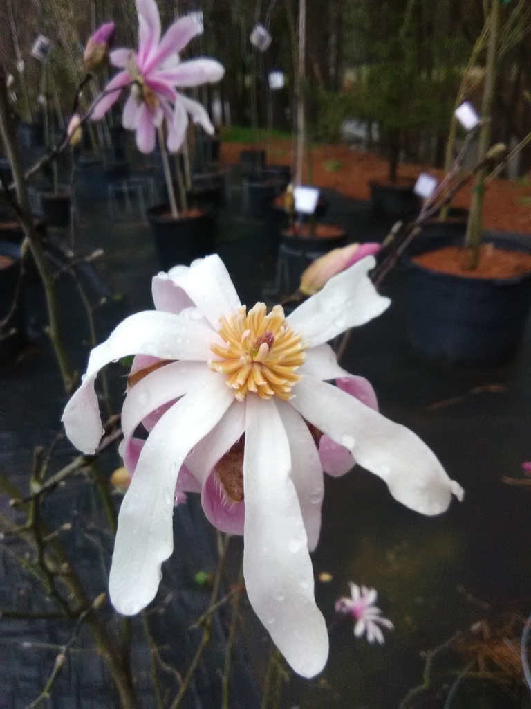 Leonard Messel Star Magnolia
