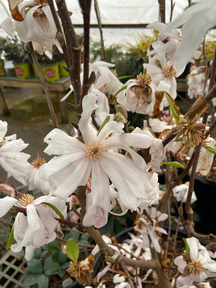 [12348171-3g-container-sold-out] Royal Star Magnolia - Magnolia stellata 'Royal Star' (3 gallon container)