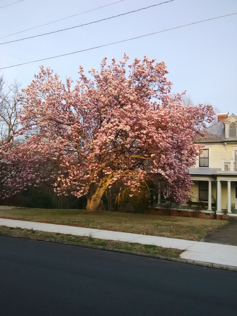 [12348170-7g-container-sold-out] Saucer Magnolia – Magnolia x soulangiana (7 gallon container)