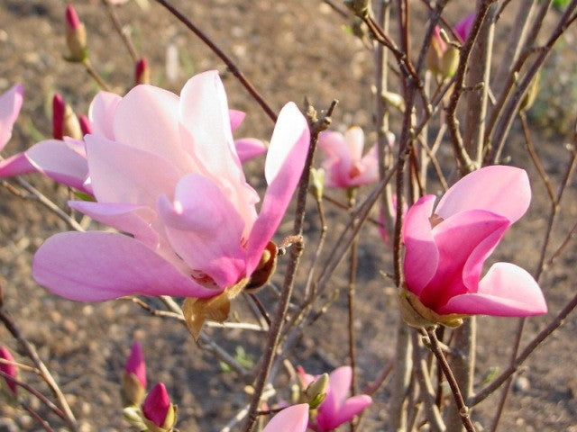 [12348169-3g-container-sold-out] Jane Magnolia - Fragrant Reblooming Tulip Tree - B&B (3 gallon container)