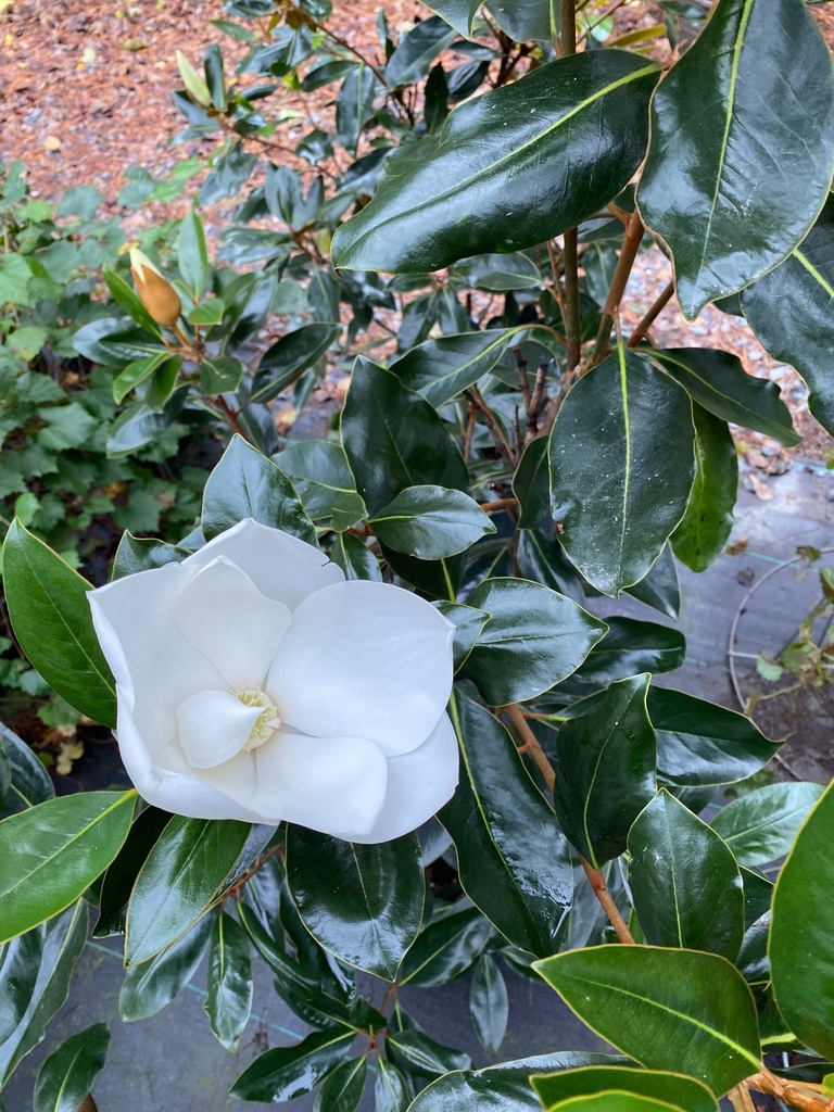 [12348167-7g-container] Little Gem Magnolia - Container & B&B (7 gallon container)