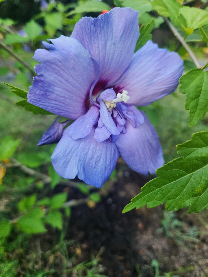 [blue-chiffon-rose-of-sharon-3g-container] Blue Chiffon Rose of Sharon (Hibiscus syriacus 'Blue Chiffon') (3 gallon container)