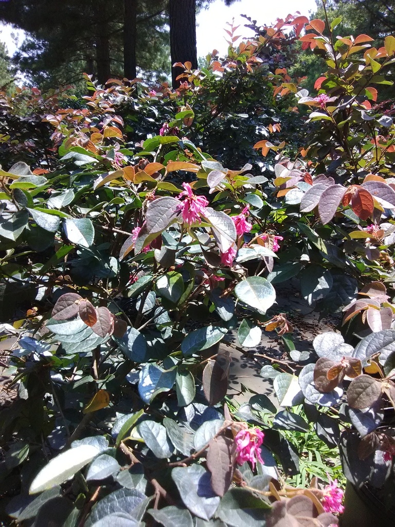[12348161-3g-container-sold-out] Burgundy Loropetalum 'Pizzaz' - Evergreen Flowering Shrub (3 gallon container)