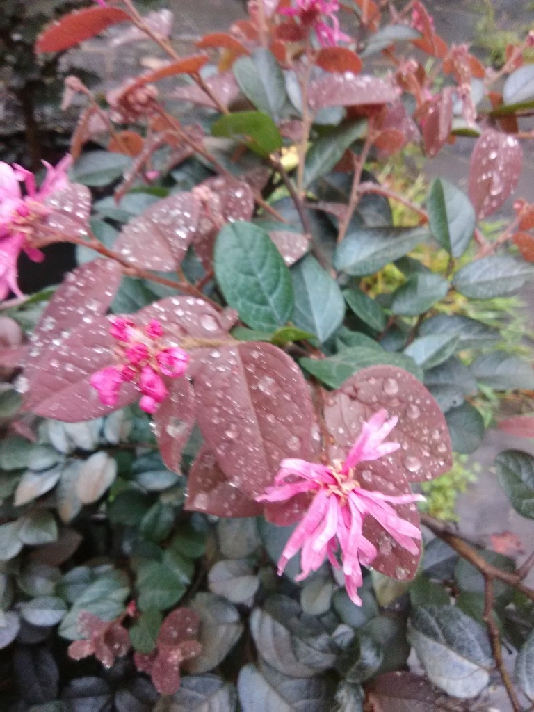 [12348160-3g-container-sold-out] Blush Loropetalum 'Razzleberry' – Pink Flowering Shrub (3 gallon container)