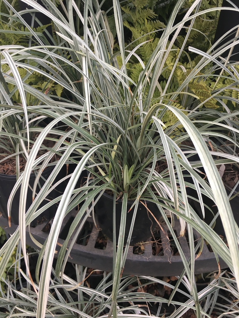 [12348159-1g-container] Silver Dragon Liriope | Variegated Spreading Groundcover