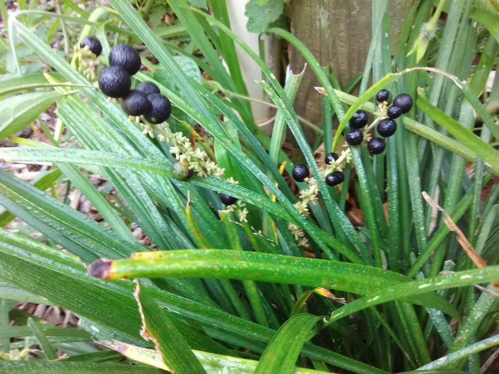[12348158-1g-container] Liriope Spicata - Creeping Monkey Grass Groundcover (1 gallon container)