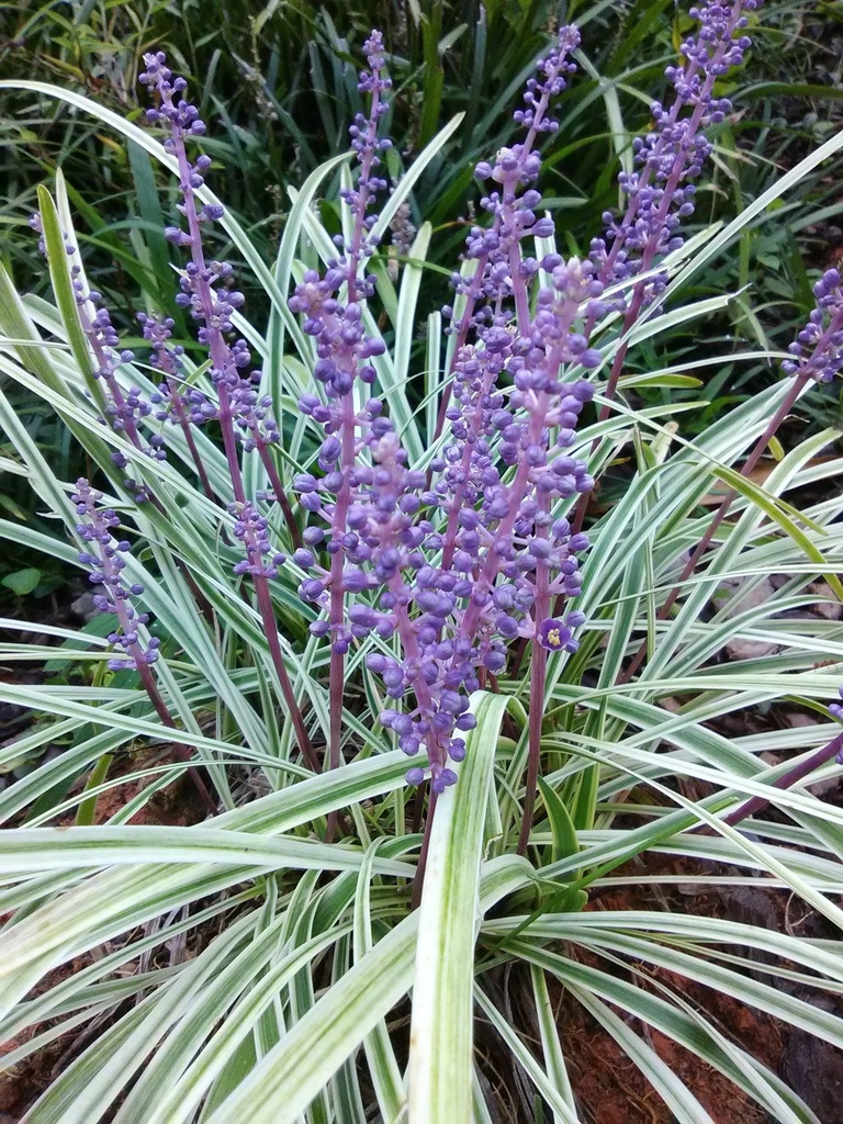 [9/17/26 KF AHC3] Variegated Liriope (Liriope muscari 'Variegata')