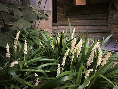 Monroe's White Liriope - Evergreen Groundcover