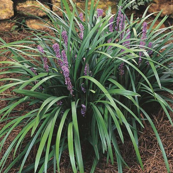 [12348153-1g-container] Majestic Liriope (Liriope muscari 'Majestic')