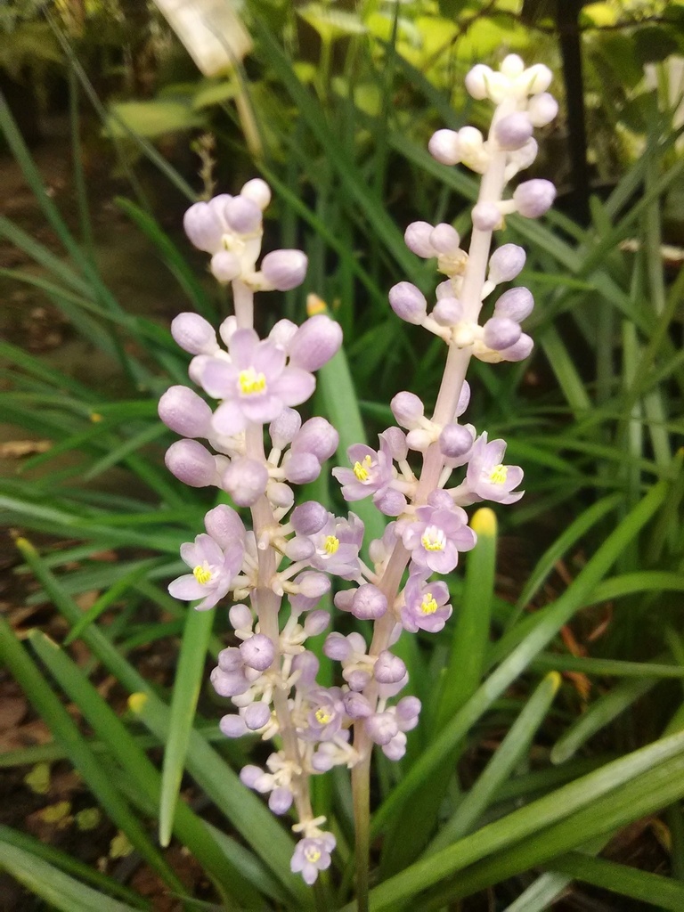 [12348151-1g-container] Big Blue Liriope | Liriope muscari 'Big Blue' (1 gallon container)