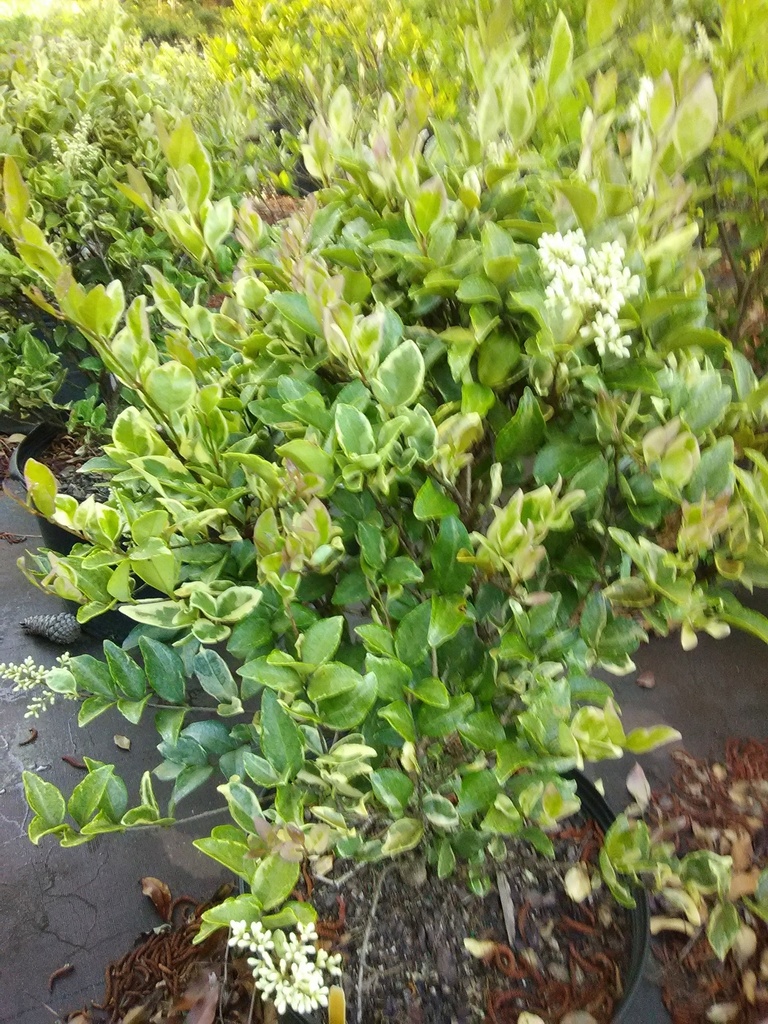 [12348149-3g-container-sold-out] Silver Star Ligustrum – Variegated Evergreen Privet (3 gallon container)