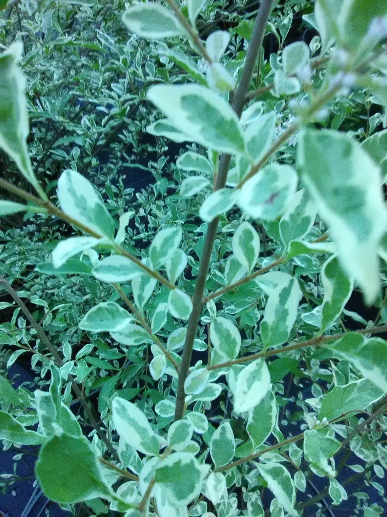 [12348148-3g-container] Variegated Chinese Privet - Ligustrum sinensis 'Variegata' (3 gallon container)