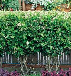 [12348146-3g-container-not-for-sale-yet] Waxleaf Ligustrum (Ligustrum japonicum 'Texanum') (3 gallon container)