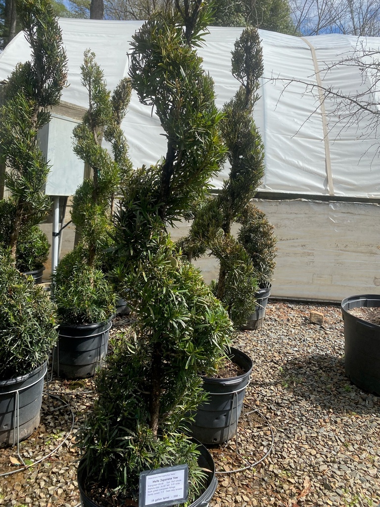 [9/23/26 KF] Meta Japanese Yew (Podocarpus macrophyllus 'Meta') (15G container Spiral)