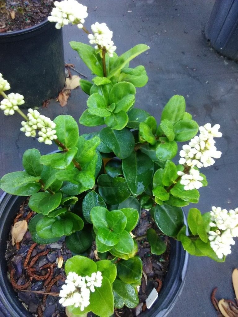 [12348145-2g-container-sold-out] Curly Leaf Ligustrum - Ligustrum japonicum 'Rotundifolium' (2 gallon container)
