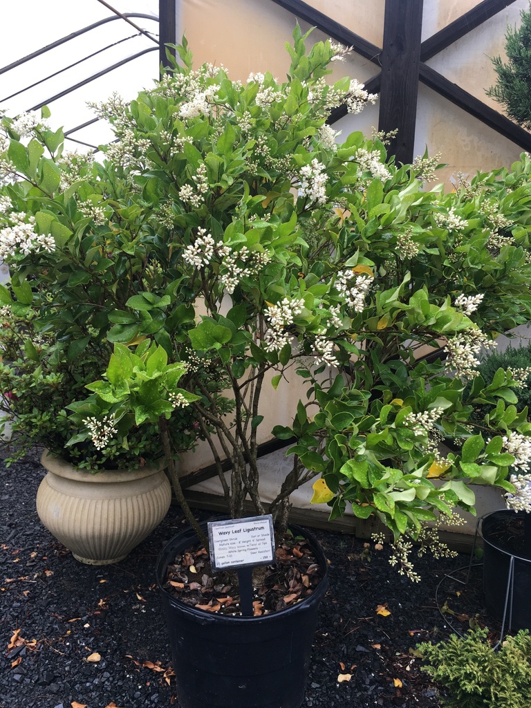 [12348144-3g-container-not-for-sale-yet] Wavy Leaf Ligustrum (Recurvifolium) (3 gallon container)