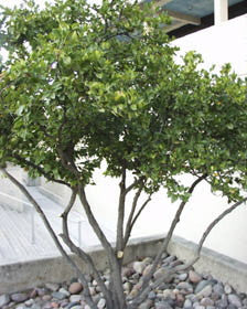 [12348142-7-8-b-b] Japanese Ligustrum (Japanese Privet) - Evergreen Shrub (7-8' B&B)