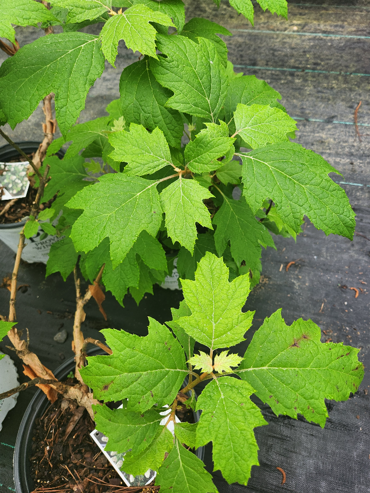 [copy-of-hydrangea-quercifolia-ruby-slippers-3g-container] Gatsby Gal Oakleaf Hydrangea - Compact Flowering Shrub