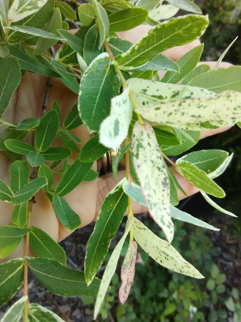 Rainbow Leucothoe | Leucothoe fontanesiana 'Rainbow'