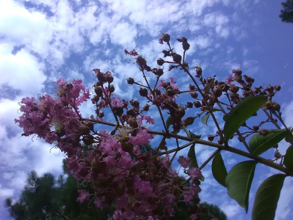 [12348133-3g-container-sold-out] Muskogee Crape Myrtle - Lavender Flowering Tree (3 gallon container)