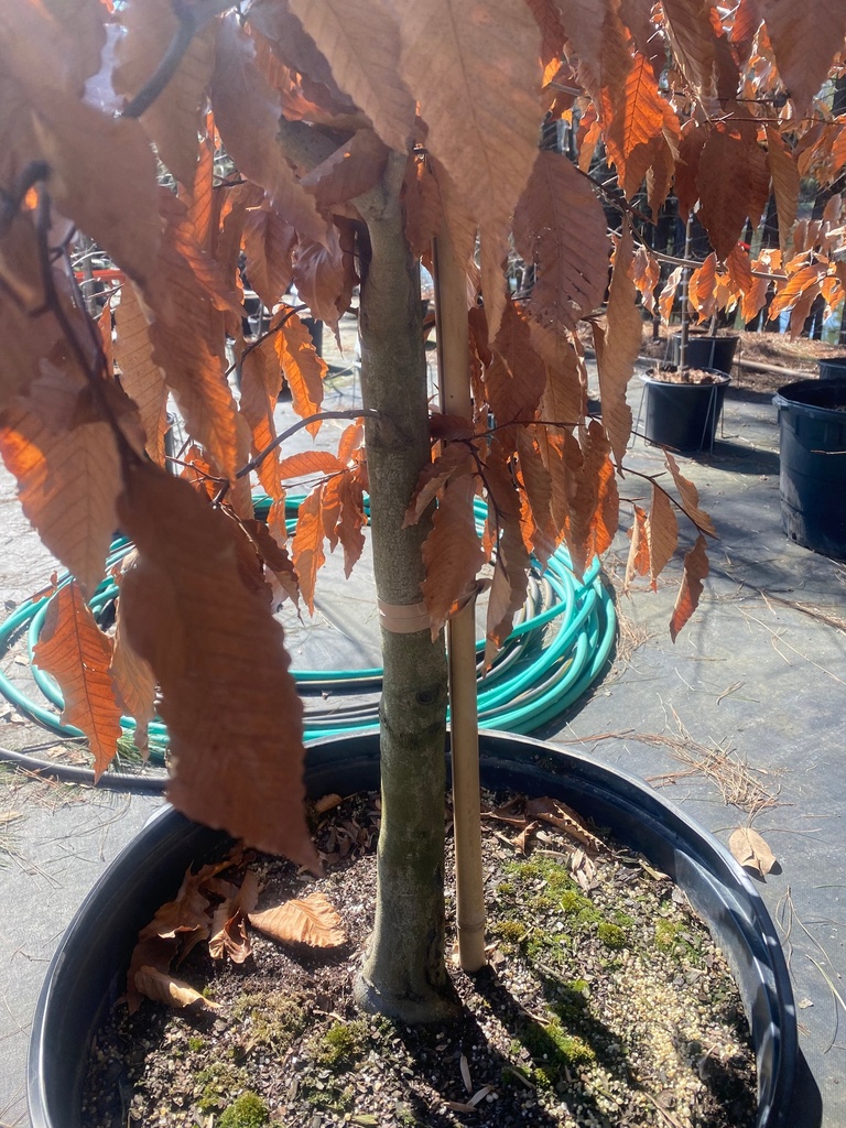 [american-beech-25g-container-sold-out] American Beech - Fagus grandifolia (25 gallon container)