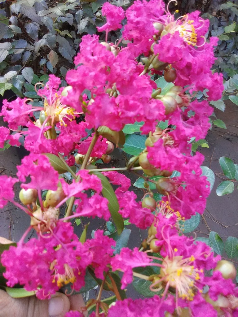 Watermelon Red Crape Myrtle - B&B