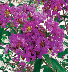 [12348130-7g-container-sold-out] Twilight Crape Myrtle - Dark Purple Flowering Tree (7 gallon container)