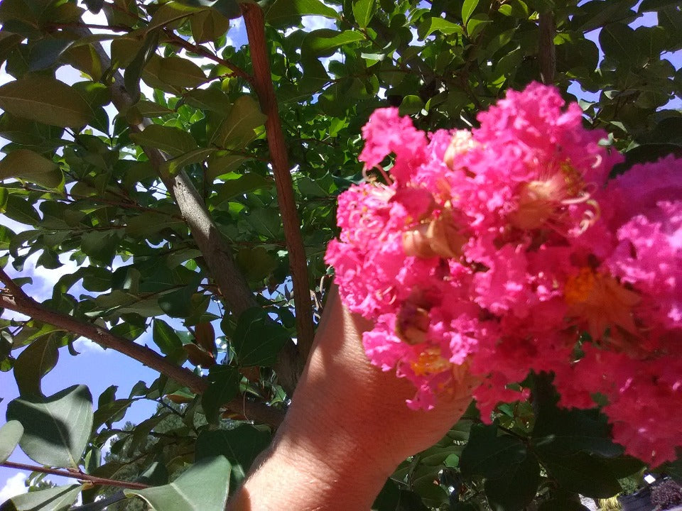 [12348128-15g-container] Tuscarora Crape Myrtle - Dark Coral Pink Flowering Tree (15 gallon container)