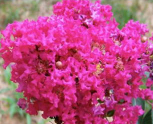 [12348127-3g-container-sold-out] Tonto Crape Myrtle – Fuchsia Pink Summer Blooms (3 gallon container)