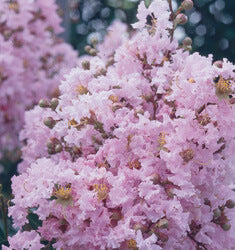 [12348126-3g-container-sold-out] Sioux Crape Myrtle – Dark Pink Blooming Small Tree (3 gallon container)