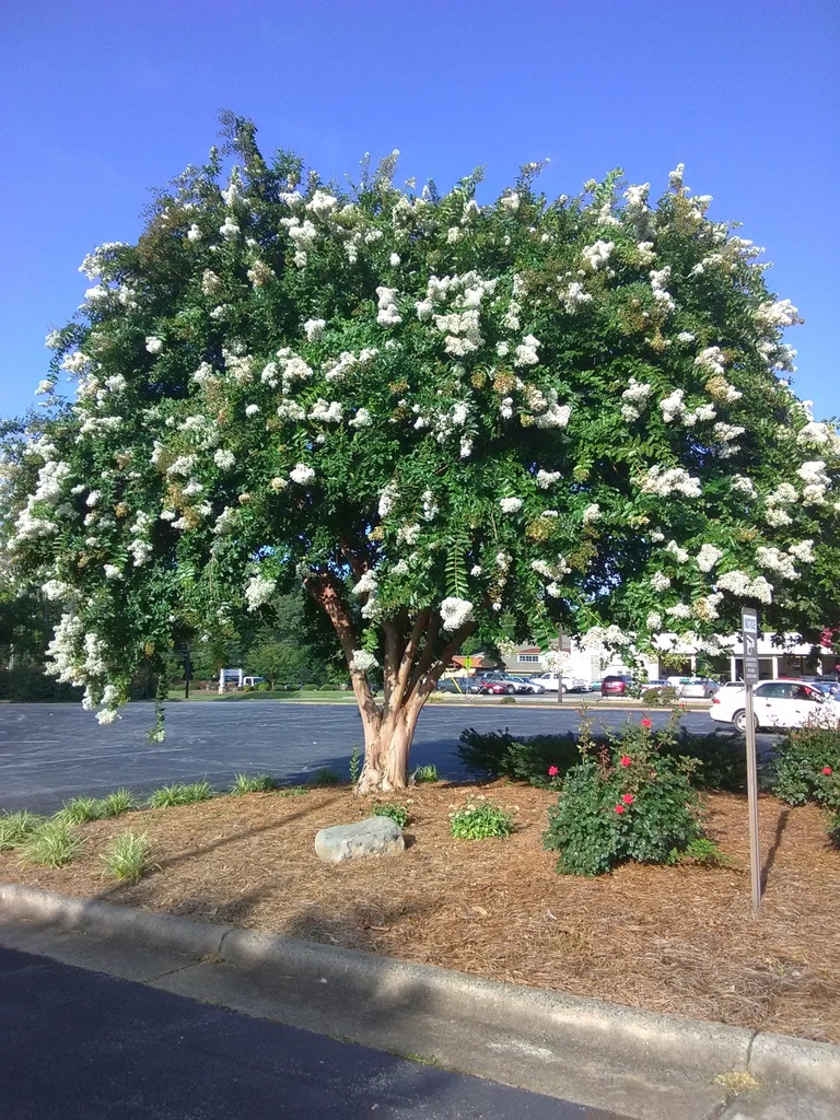 [12348119-3g-container-sold-out] Natchez Crape Myrtle - White Flowering Tree (3 gallon container)