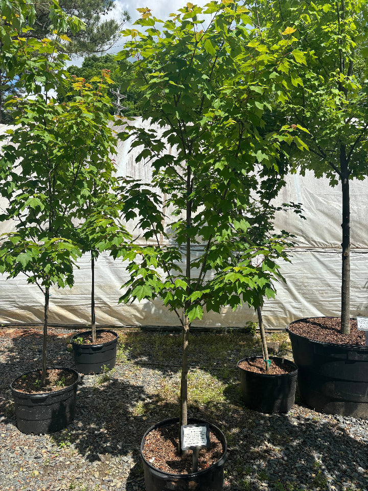 [red-rocket-maple-3g-container-sold-out] Red Rocket Columnar Red Maple - Acer rubrum 'Red Rocket' (3 gallon container)