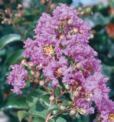 [12348114-2g-container-sold-out] Catawba Crape Myrtle - Dark Purple Flowering Tree (2 gallon container)