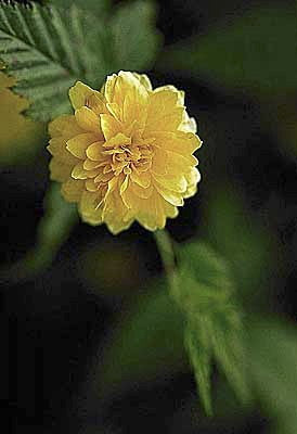 [12348107-3g-container] Double Flowering Kerria (Pleniflora) - Kerria japonica