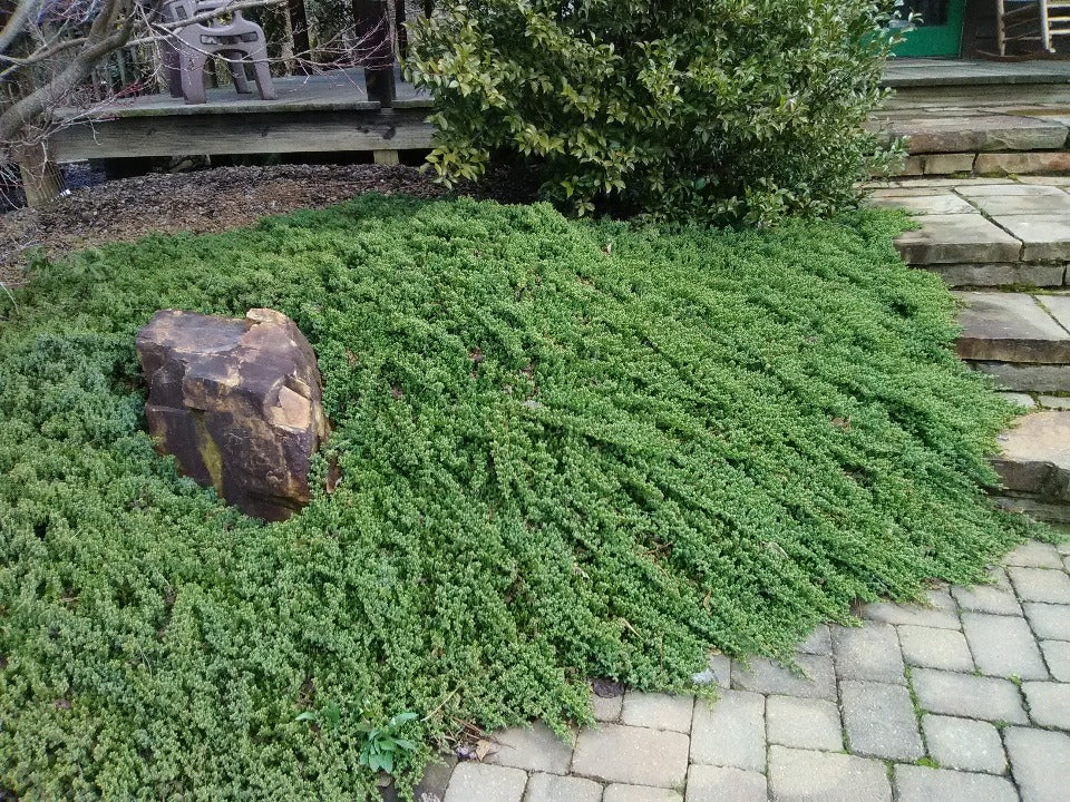 Juniperus procumbens 'Nana' - Dwarf Japanese Garden Juniper