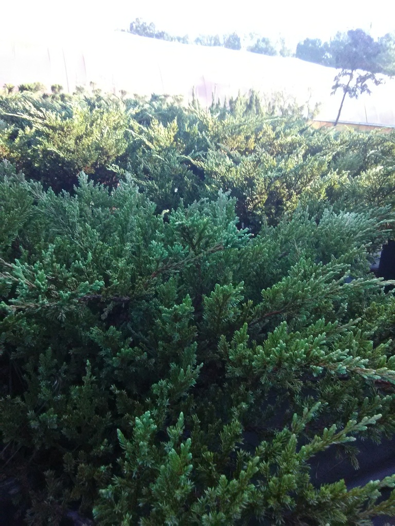 [12348089-1g-container-sold-out] Andorra Juniper (Youngstown Compact) (1 gallon container)