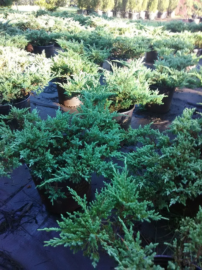 [12348088-2g-container-sold-out] Bar Harbor Juniper - Spreading Evergreen Groundcover (2 gallon container)