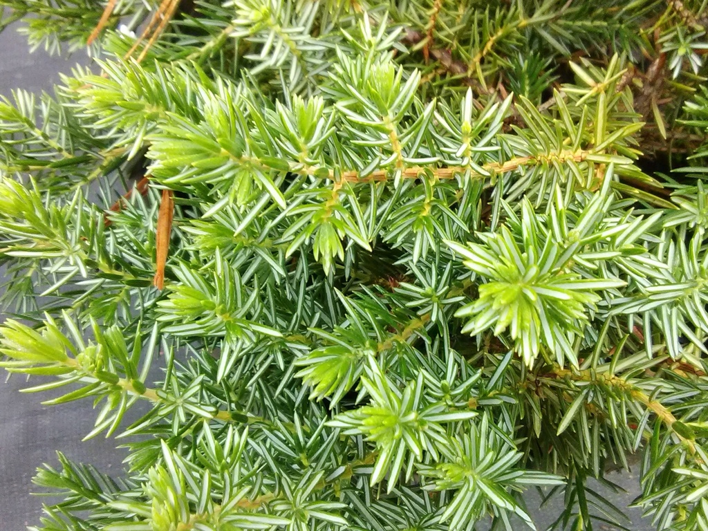 [12348087-2g-container] Blue Pacific Juniper – Fast-Spreading Evergreen Ground Cover (2 gallon container)