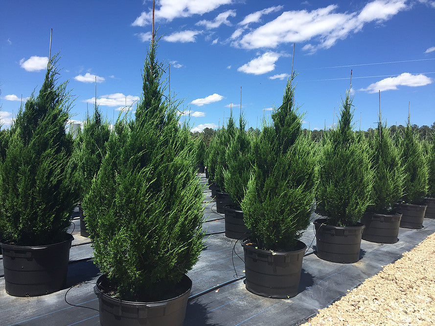 [12348084-3g-container-sold-out] Spartan Juniper - Juniperus chinensis 'Spartan' (3 gallon container)